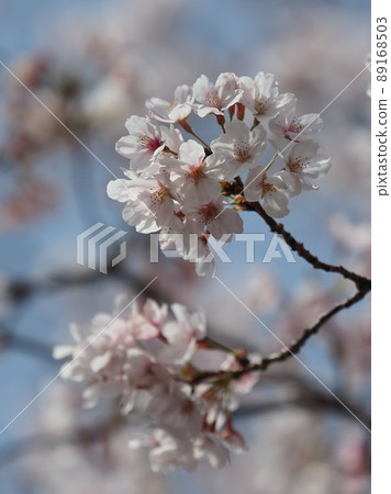 櫻花（春季活動等） 89168503