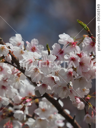 Sakura (for spring events, etc.) Sakura (for spring events, etc.) 89168549