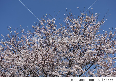 Sakura (for spring events, etc.) Sakura (for spring events, etc.) 89168566