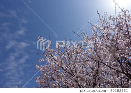 Sakura (for spring events, etc.) 89168581