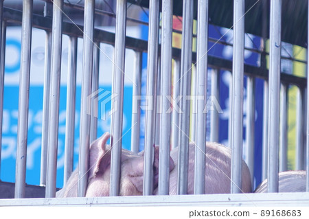 Playing pigs 89168683