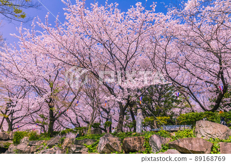 A row of cherry blossom trees in Asukayama Park, Tokyo spring scenery 89168769