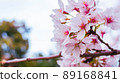 Cherry blossoms in the park 89168841