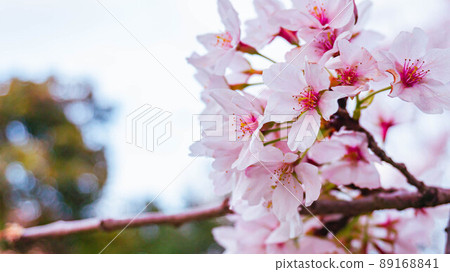 櫻花在公園裡 櫻花在公園裡 89168841