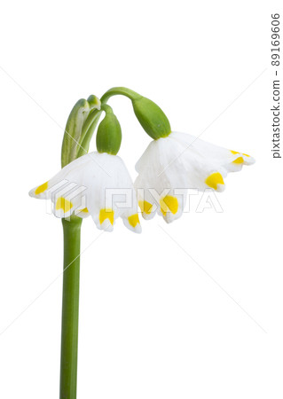 snowdrop flower isolated snowdrop flower isolated 89169606