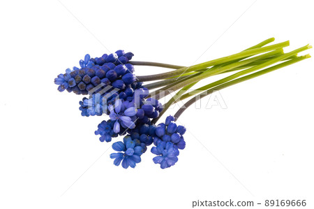 Mouse hyacinth isolated Mouse hyacinth isolated 89169666
