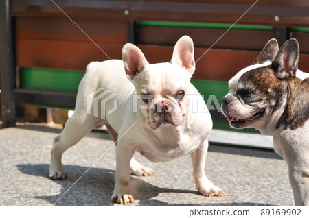 dog or french bulldog, two dogs dog or french bulldog, two dogs 89169902