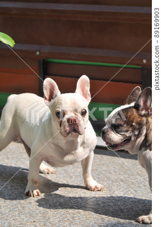 dog or french bulldog, two dogs dog or french bulldog, two dogs 89169903