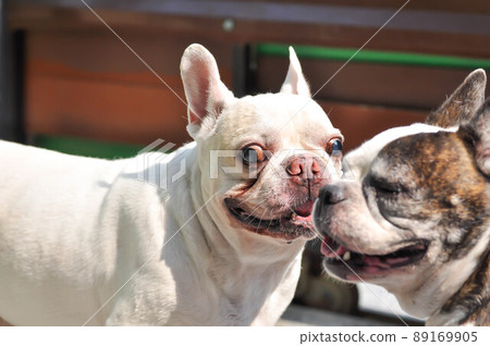 dog or french bulldog, two dogs 89169905