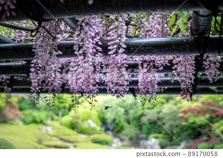 妙心寺太藏院藤田樹蔭下眺望橫園 89170058
