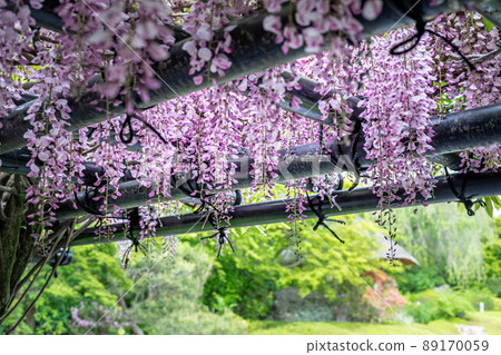妙心寺太藏院藤田樹蔭下眺望橫園 89170059
