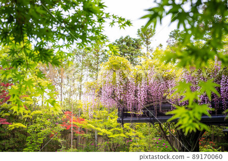 春天在橫園的妙心寺台藏院盛開的紫藤和藍楓 春天在橫園的妙心寺台藏院盛開的紫藤和藍楓 89170060