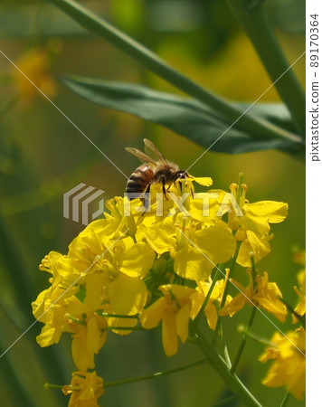 Rape blossoms and bees Rape blossoms and bees 89170364