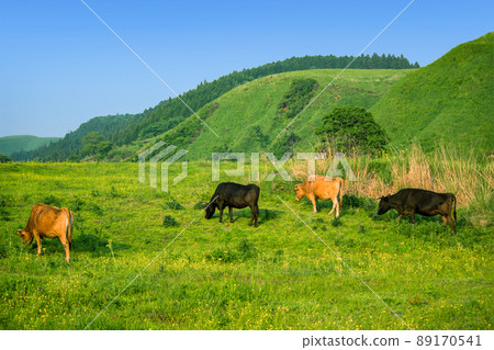 Cows on the Senomoto Plateau 89170541