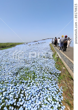 Ibaraki Hitachinaka National Hitachi Seaside Park Nemophila in full bloom 89170615
