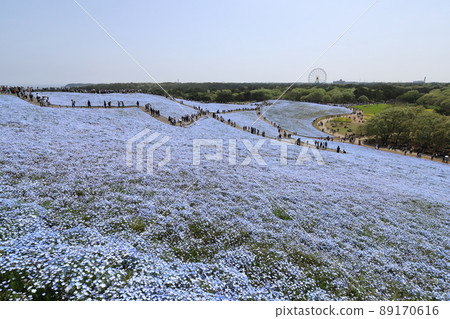 茨城縣常陸那中國立日立海濱公園盛開的花 89170616