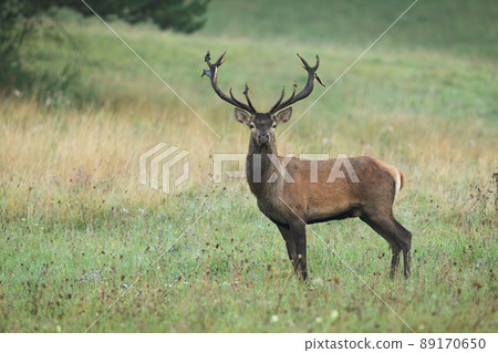 Male red deer observing on a meadow with yellow dry grass early in the morning Male red deer observing on a meadow with yellow dry grass early in the morning 89170650