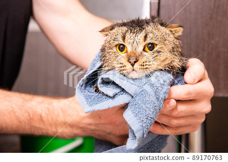 Scottish fold cat in a towel. Wet cat after bathing in a blue towel. Man's hands holding a wet cat in the bathroom Scottish fold cat in a towel. Wet cat after bathing in a blue towel. Man's hands holding a wet cat in the bathroom 89170763