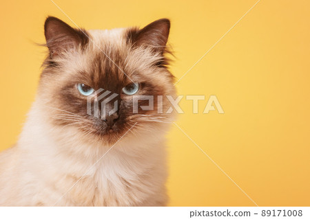 Neva masquerade cat on a yellow background. Beautiful purebred cat. 89171008