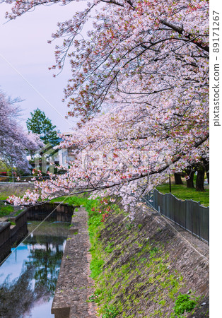 一排排的櫻桃樹在禪普庫吉河的綠化中 89171267