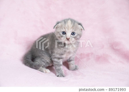 Pink back and Scottish fold kitten 89171993