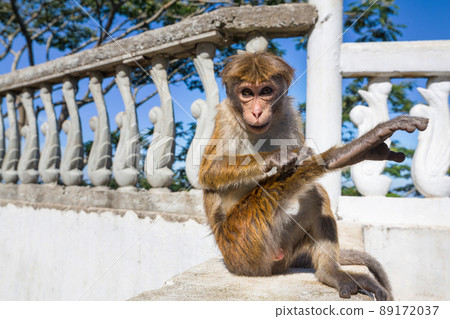 Monkey Monkey 89172037