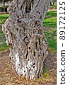 An olive trunk with bark covered with natural lines that form an unusual complex pattern that is both beautiful and ugly 89172125