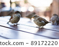 Urban sparrows in a cafe on the table. 89172220