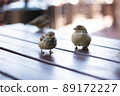 Urban sparrows in a cafe on the table. 89172227