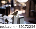 Urban sparrows in a cafe on the table. 89172236