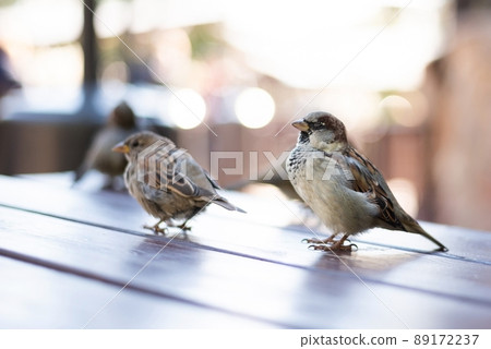 Urban sparrows in a cafe on the table. Urban sparrows in a cafe on the table. 89172237