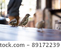 Urban sparrows in a cafe on the table. 89172239