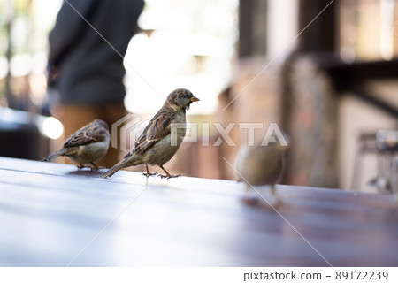 Urban sparrows in a cafe on the table. 89172239