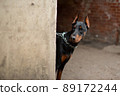 Doberman looks around the corner of the old house. 89172244