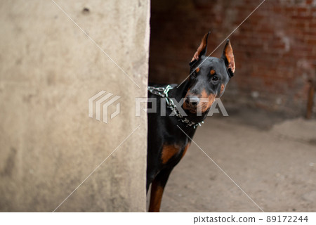 Doberman looks around the corner of the old house. 89172244