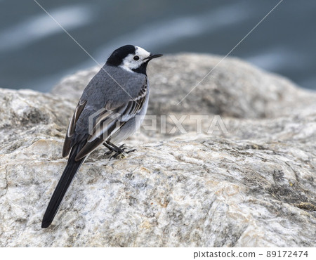 White wagtail, motacilla alba, standing on a rock next to the lake, Geneva,Switzerland 89172474