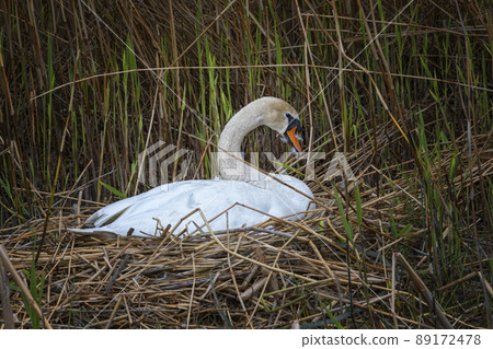 Mute swan brooding its nest by springtime 89172478