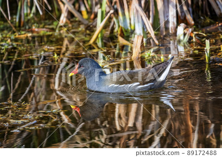 Common moorhen or swamp chicken, gallinula chloropus 89172488