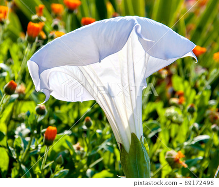 Datura flower (Latin Datura) is white Datura flower (Latin Datura) is white 89172498