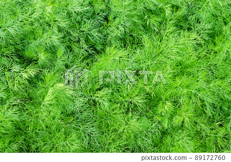 Fresh green dill close up in nature 89172760