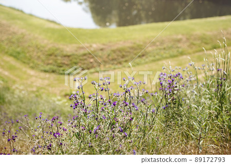 Wild blue flowers in the field Wild blue flowers in the field 89172793
