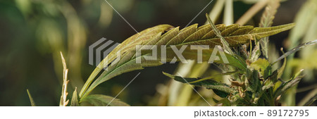 Banner made from leaf of cannabis Banner made from leaf of cannabis 89172795