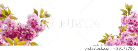 Beautiful blooming sakura flowers Beautiful blooming sakura flowers 89172796
