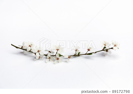 Cherry twig on a white background 89172798