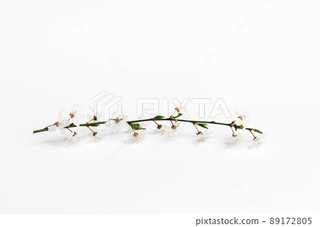 Cherry twig on a white background 89172805
