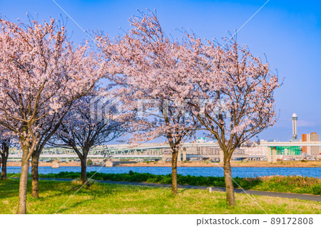 小松川千本櫻花 東京春景 89172808