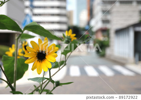Sunflower flowers blooming on the street corner Sunflower flowers blooming on the street corner 89172922