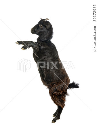 billy goat in studio billy goat in studio 89172985