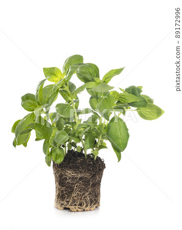 Ocimum basilicum in studio Ocimum basilicum in studio 89172996