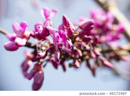 Cercis siliquastrum in nature Cercis siliquastrum in nature 89172997